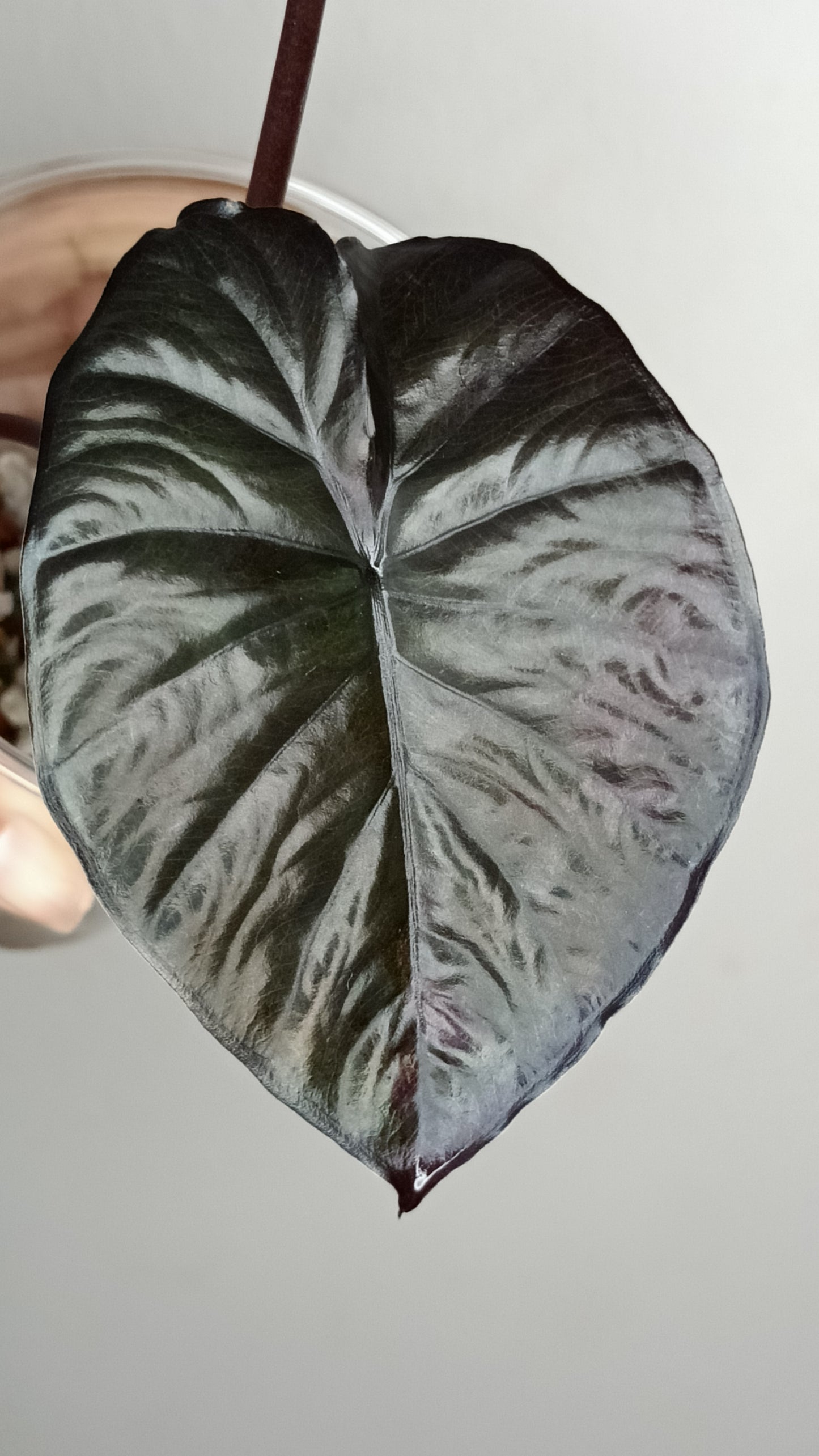 Alocasia Serendipity Var. #6