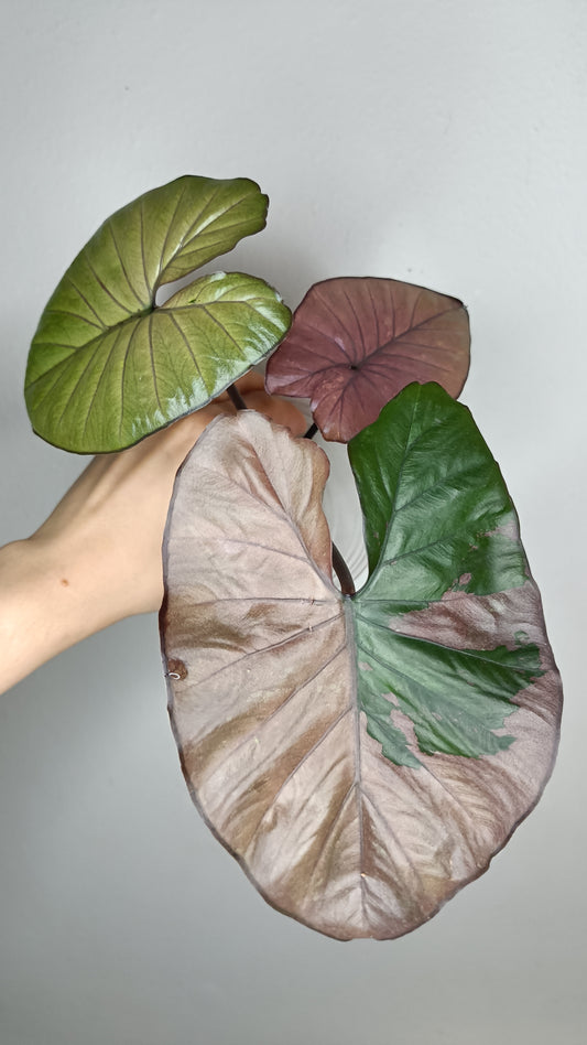 Alocasia Serendipity Var. #8