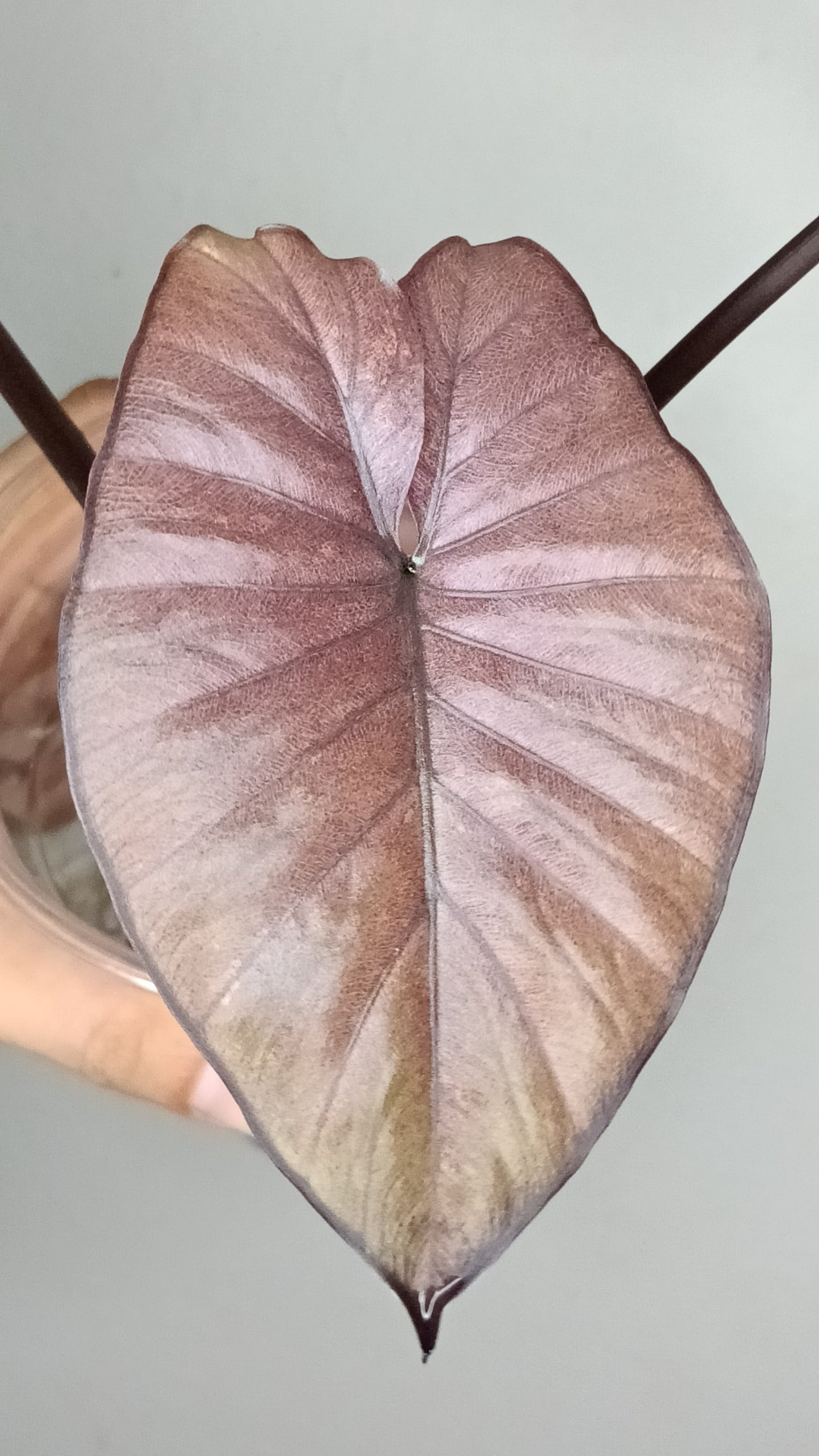 Alocasia Serendipity Var. #8