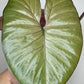 Alocasia Serendipity Var. #8