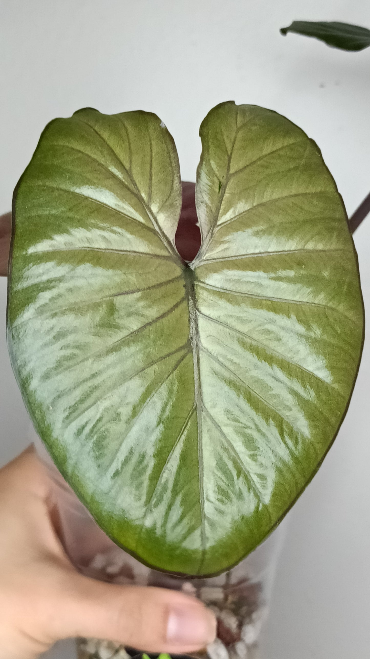 Alocasia Serendipity Var. #8