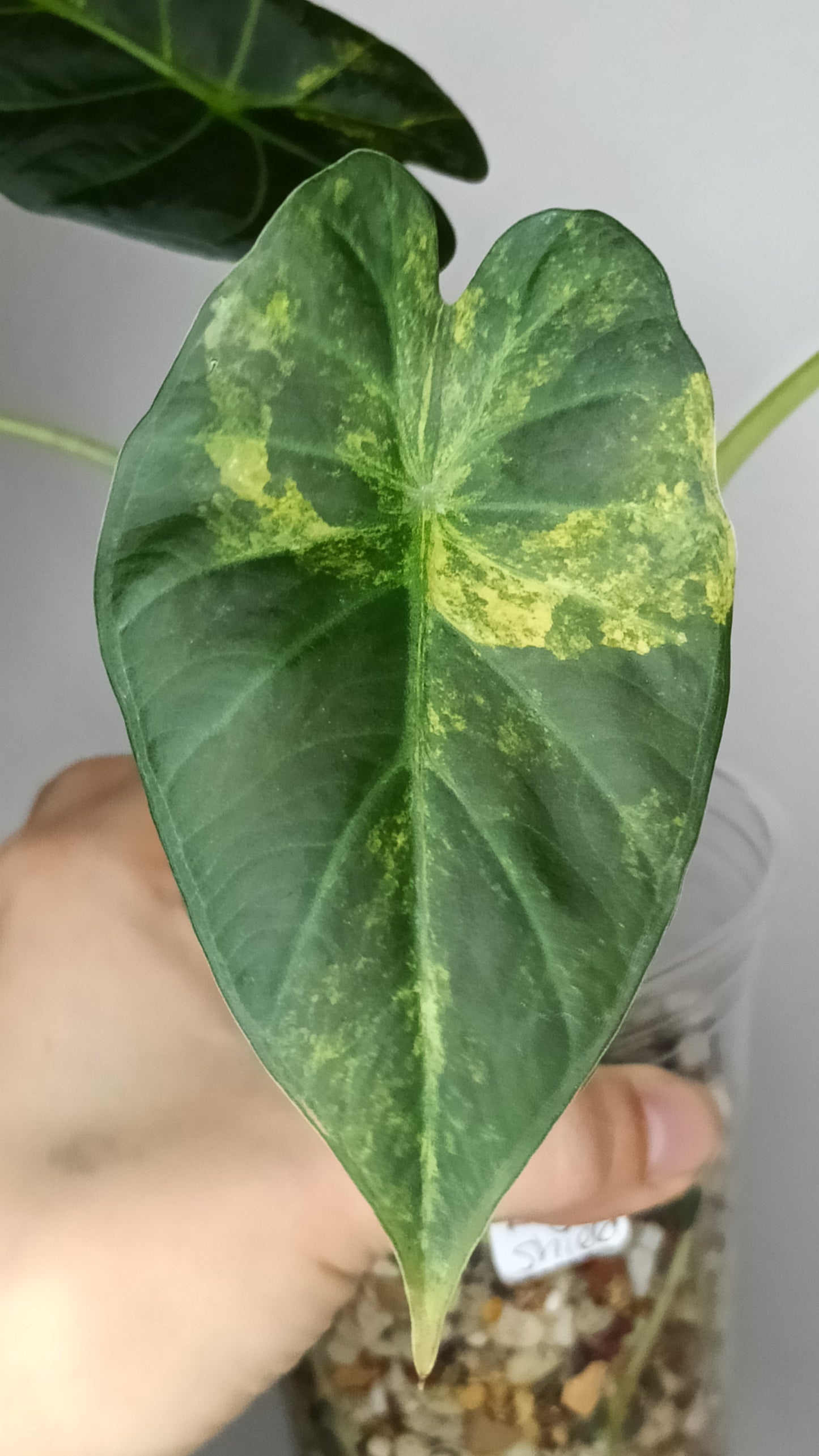 Alocasia Regal Shield