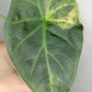 Alocasia Regal Shield