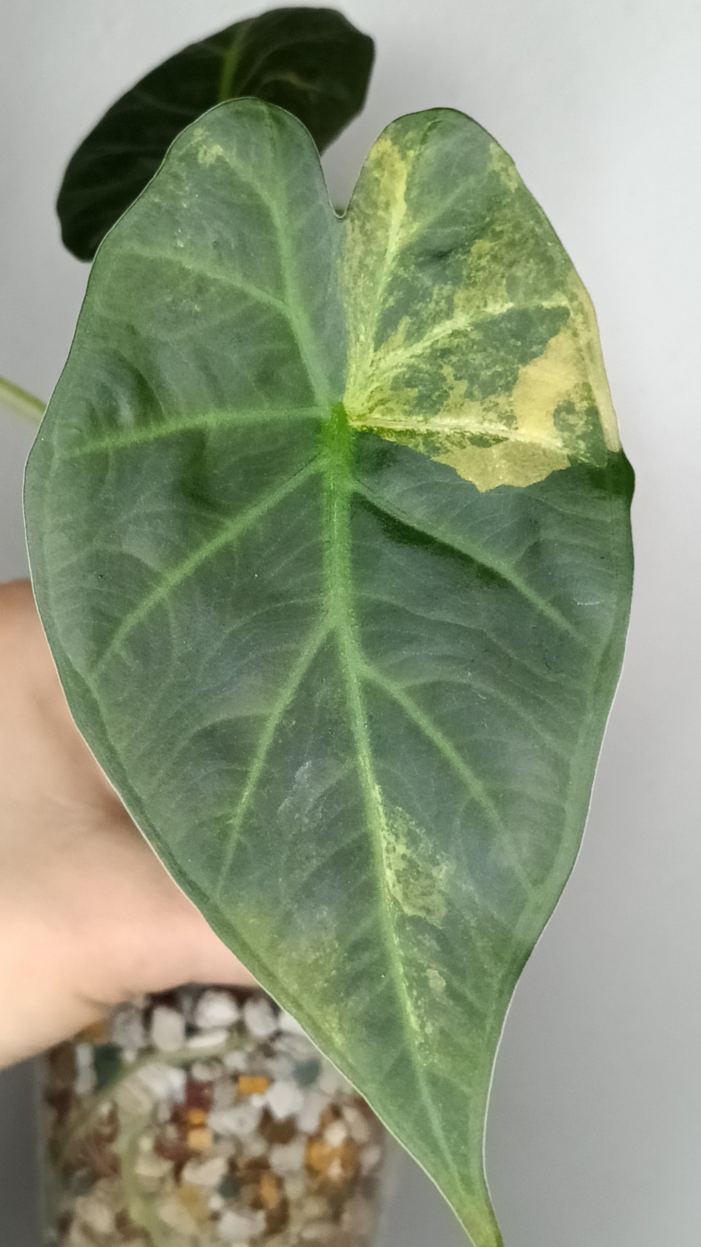 Alocasia Regal Shield