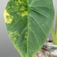 Alocasia Regal Shield