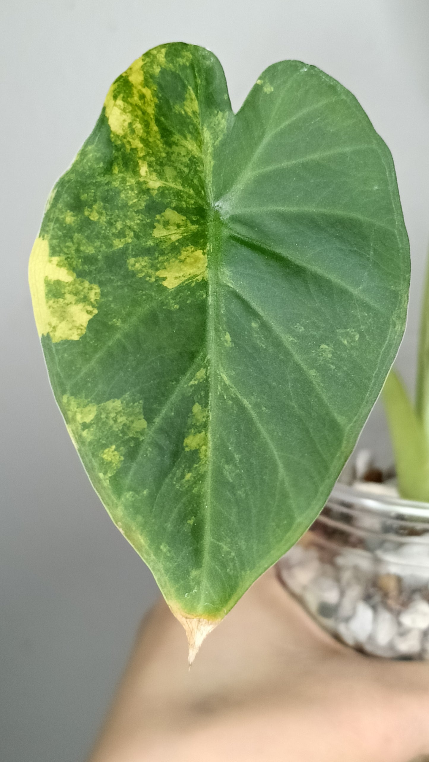 Alocasia Regal Shield