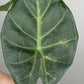 Alocasia Regal Shield