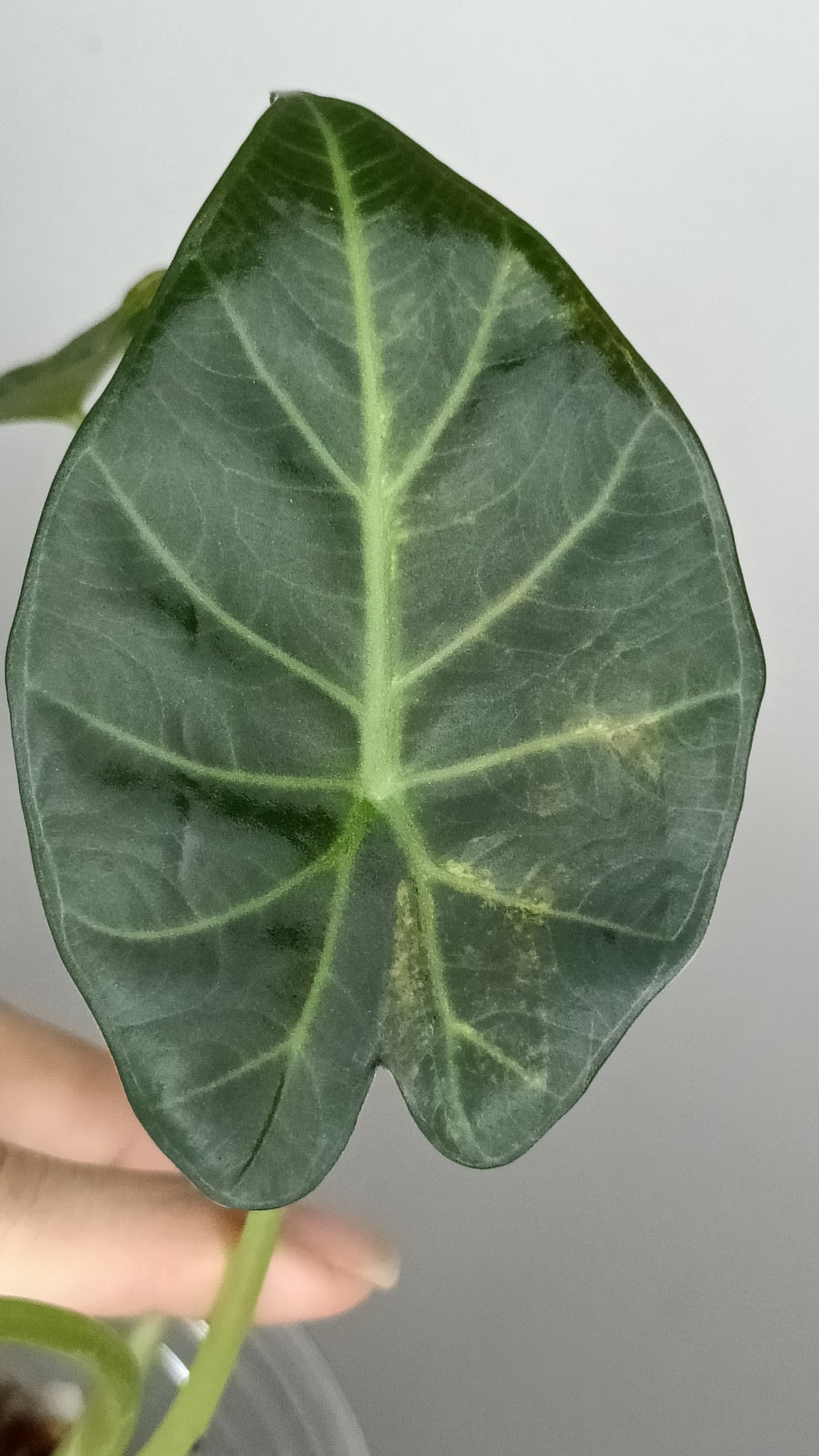 Alocasia Regal Shield