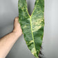 Var. Billie bottom cut Reserved for Jenny Newland Osbon