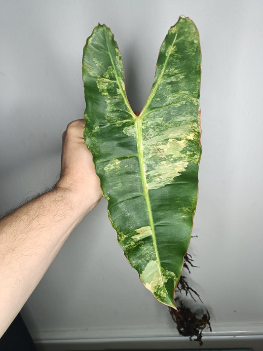 Var. Billie bottom cut Reserved for Jenny Newland Osbon