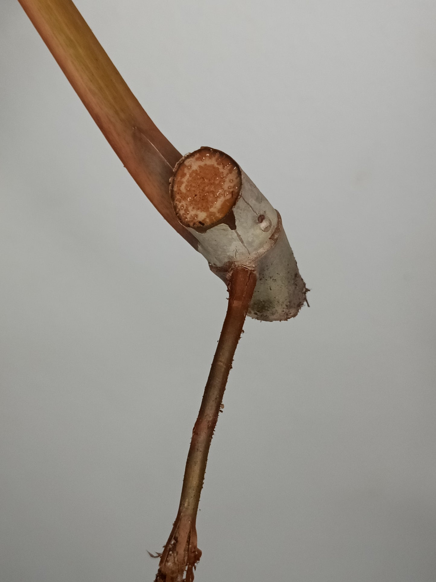 Var. Billie bottom cut Reserved for Jenny Newland Osbon