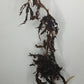 Var. Billie bottom cut Reserved for Jenny Newland Osbon