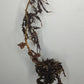 Var. Billie bottom cut Reserved for Jenny Newland Osbon