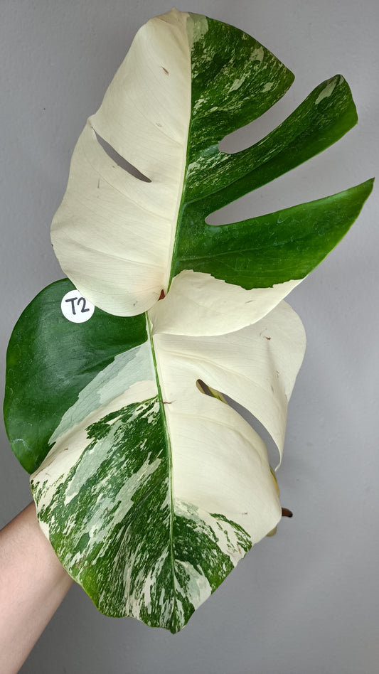 Monstera Albo Top Cut #2 - Reserved Nicole Leann