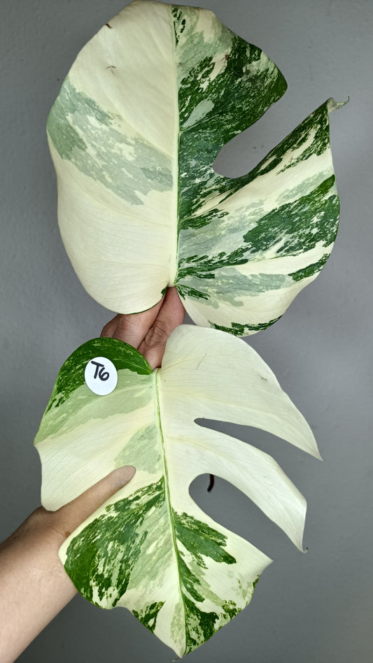 Monstera Albo Top Cut #6-Katie Parker