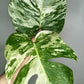 Monstera White Monster #5 & Monstera Albo Mid Cuts #2,#15,#17,#-Albo Top Cut #7 -Reserved Robert Gonzales