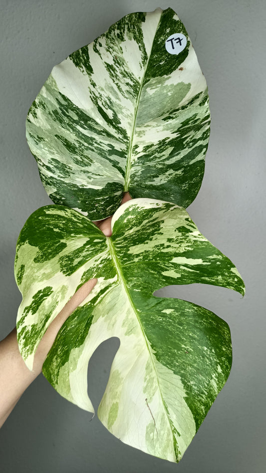 Monstera White Monster #5 & Monstera Albo Mid Cuts #2,#15,#17,#-Albo Top Cut #7 -Reserved Robert Gonzales