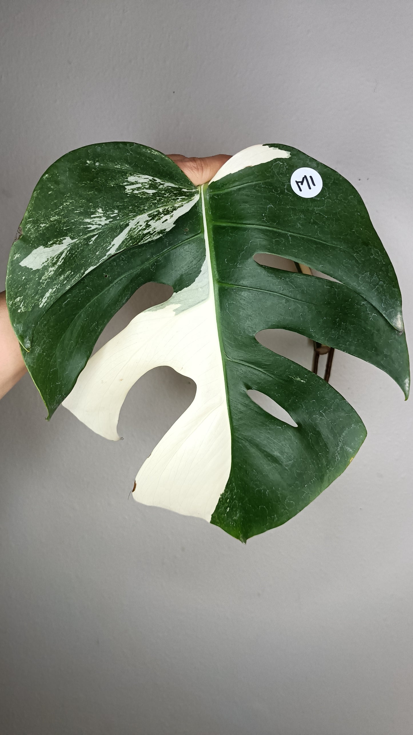 Monstera Albo #1- Reserved Monica Woodcock