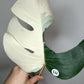Monstera White Monster #5 & Monstera Albo Mid Cuts #2,#15,#17,#-Albo Top Cut #7 -Reserved Robert Gonzales