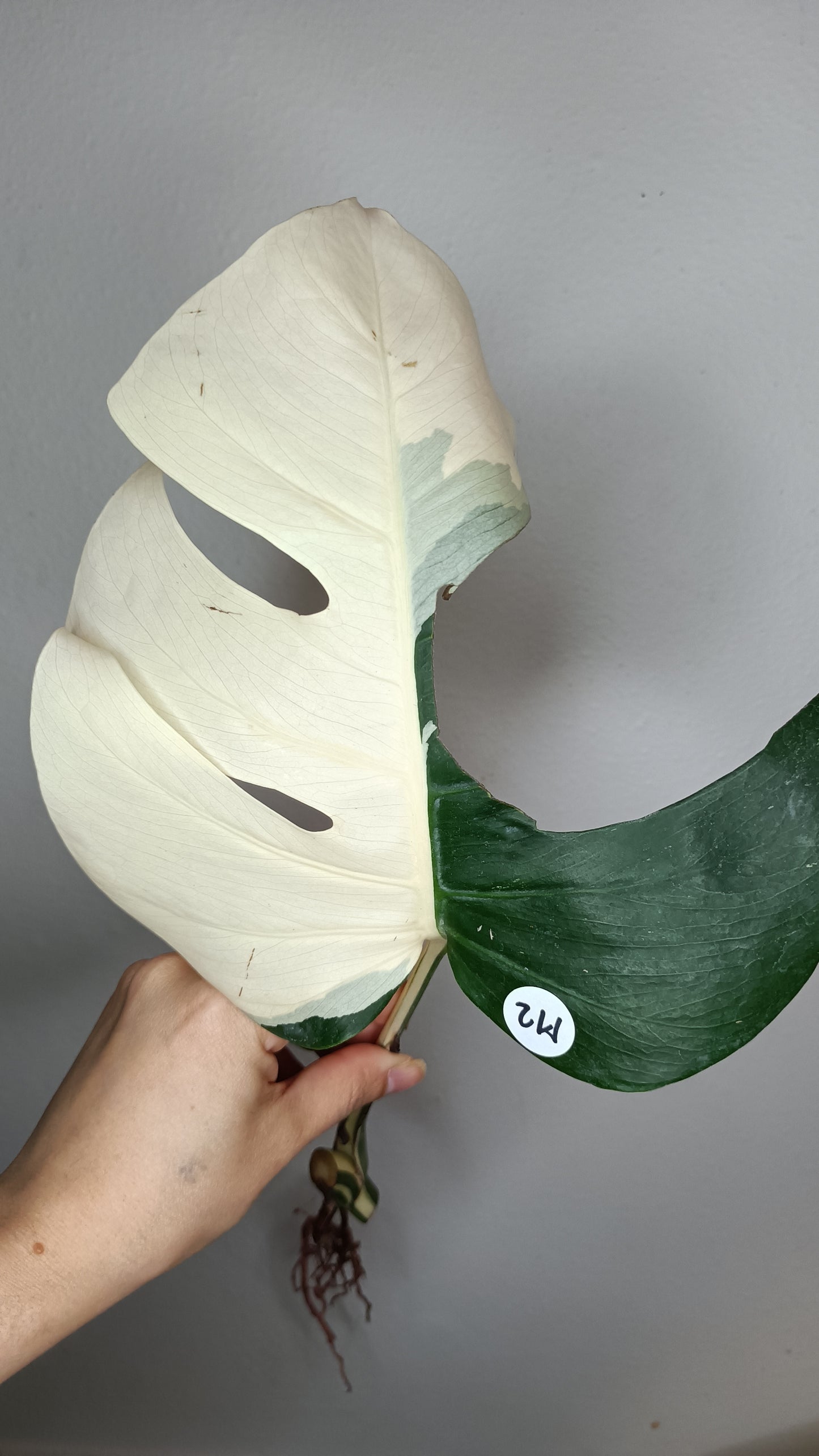 Monstera White Monster #5 & Monstera Albo Mid Cuts #2,#15,#17,#-Albo Top Cut #7 -Reserved Robert Gonzales