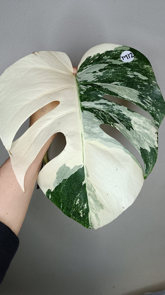 Monstera Albo #12 - Reserved Kimberly Scott