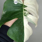 Monstera White Monster #5 & Monstera Albo Mid Cuts #2,#15,#17,#-Albo Top Cut #7 -Reserved Robert Gonzales