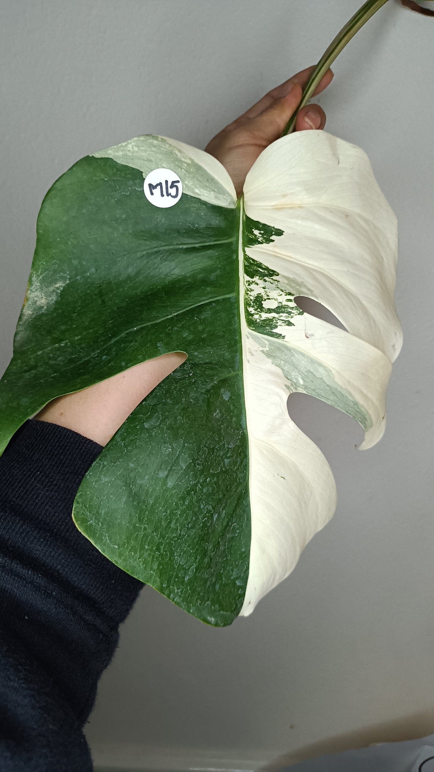 Monstera White Monster #5 & Monstera Albo Mid Cuts #2,#15,#17,#-Albo Top Cut #7 -Reserved Robert Gonzales