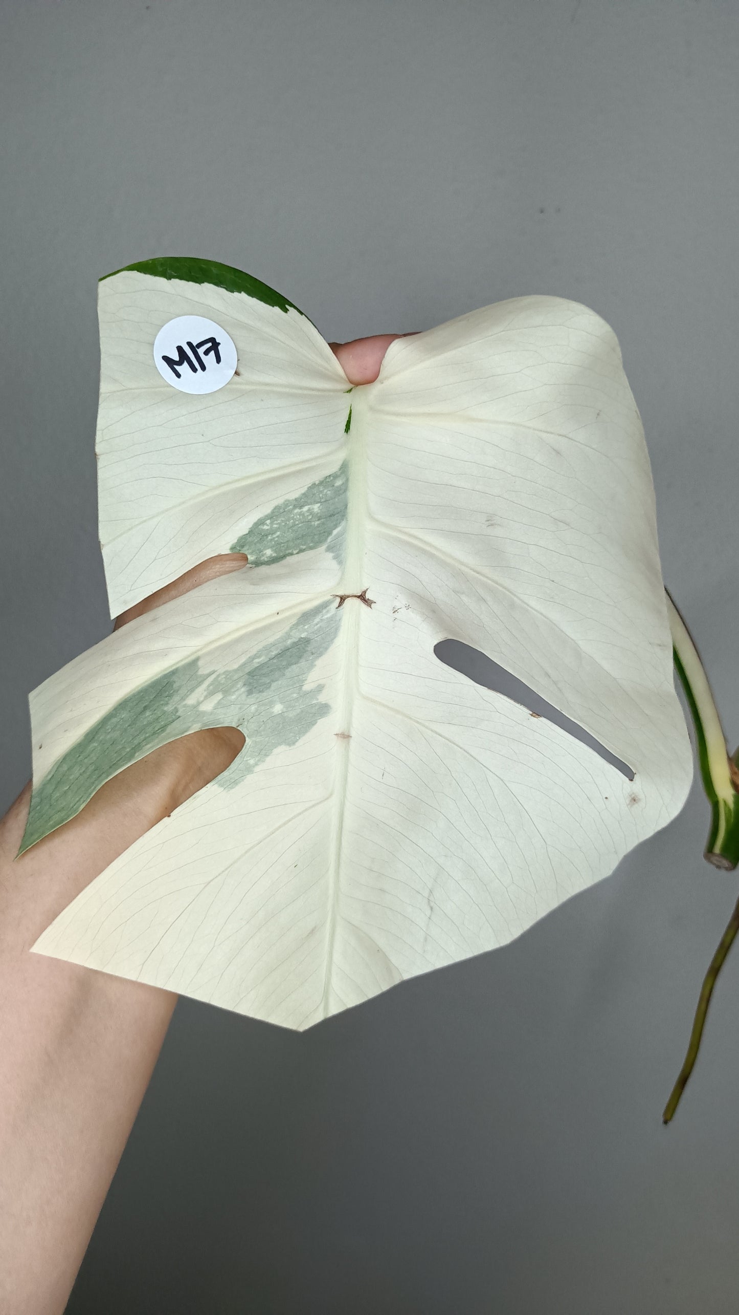 Monstera White Monster #5 & Monstera Albo Mid Cuts #2,#15,#17,#-Albo Top Cut #7 -Reserved Robert Gonzales