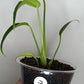 Monstera White Monster #3 - Burle Marx Flame #7