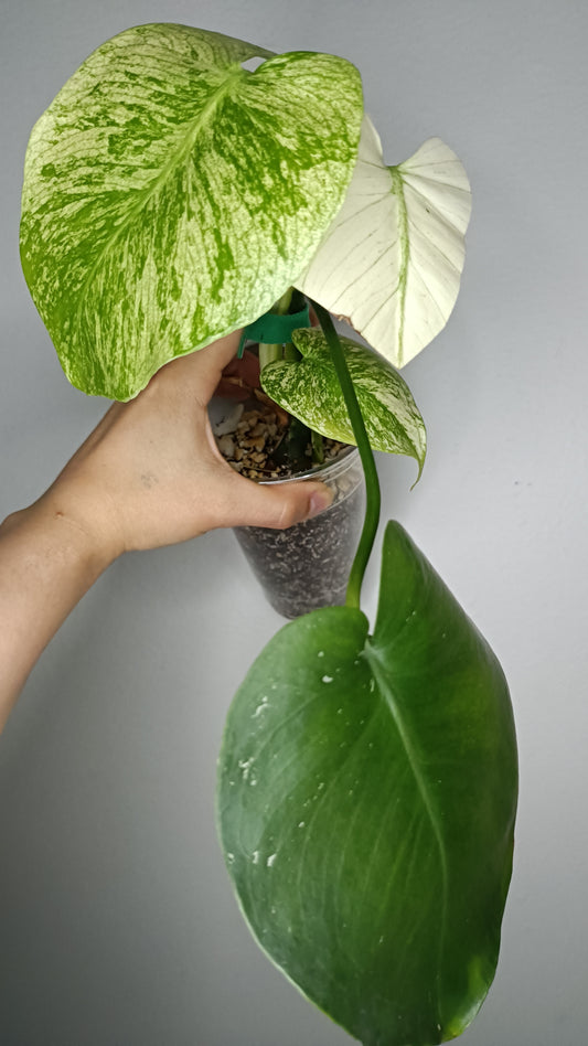 Monstera White Monster #6- Reserved Chad Popour