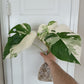 Monstera Albo #13 reserved for Nikki Becker-Dunn