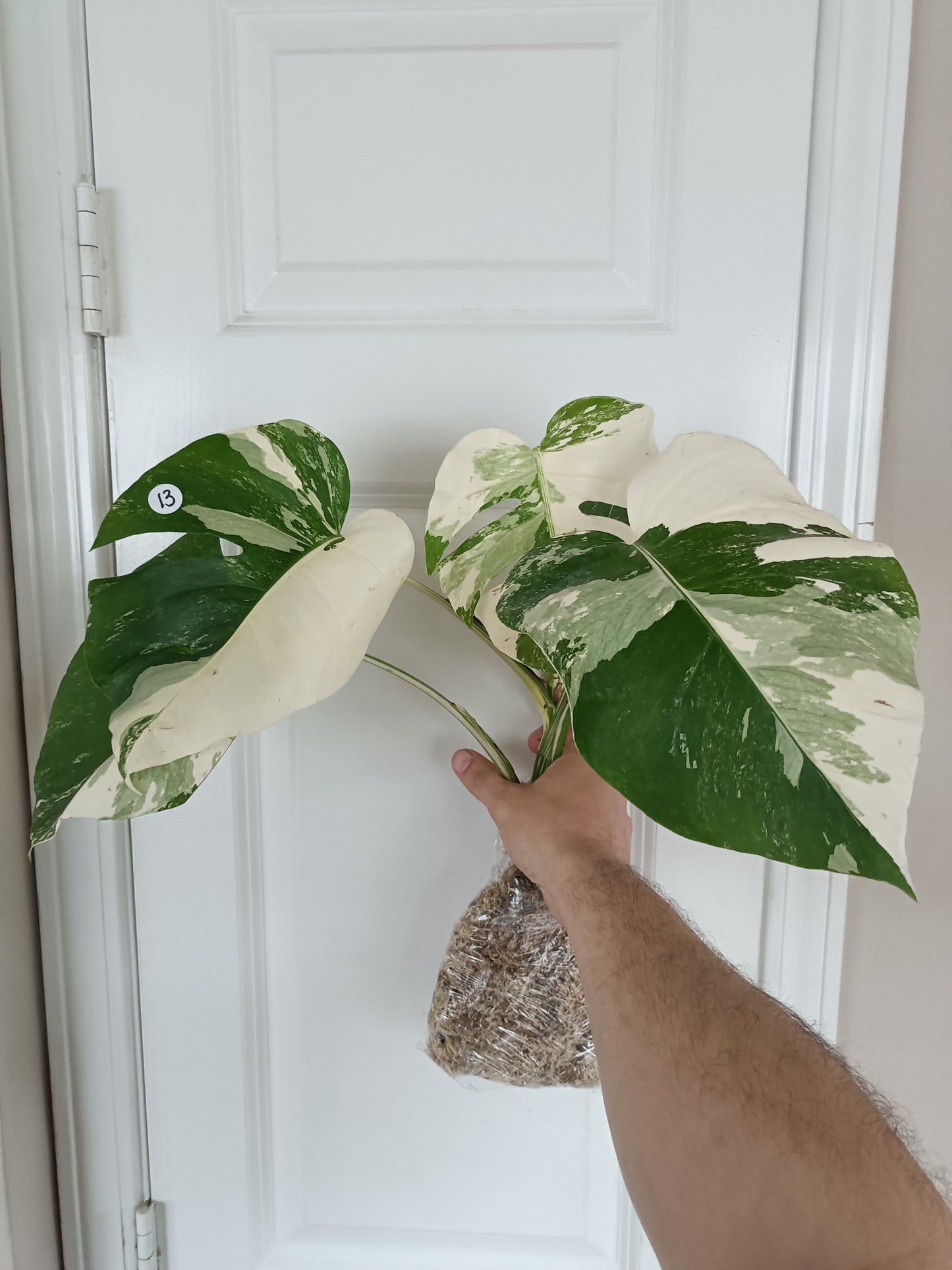 Monstera Albo #13 reserved for Nikki Becker-Dunn