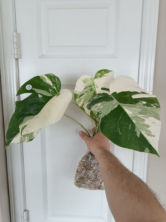 Monstera Albo #13 reserved for Nikki Becker-Dunn