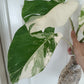 Monstera Albo #13 reserved for Nikki Becker-Dunn