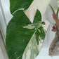 Monstera Albo #13 reserved for Nikki Becker-Dunn