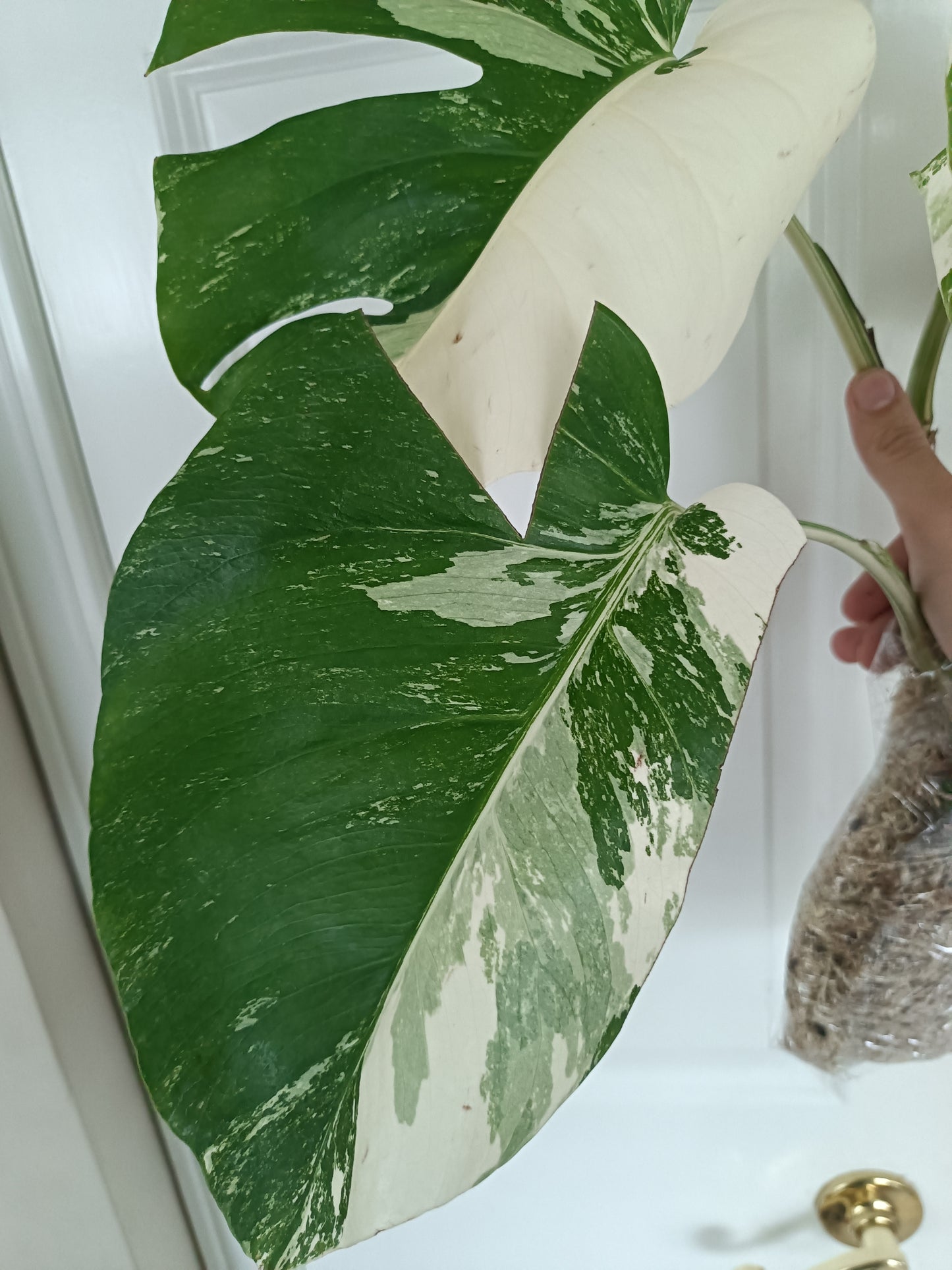 Monstera Albo #13 reserved for Nikki Becker-Dunn