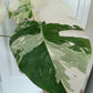 Monstera Albo #13 reserved for Nikki Becker-Dunn