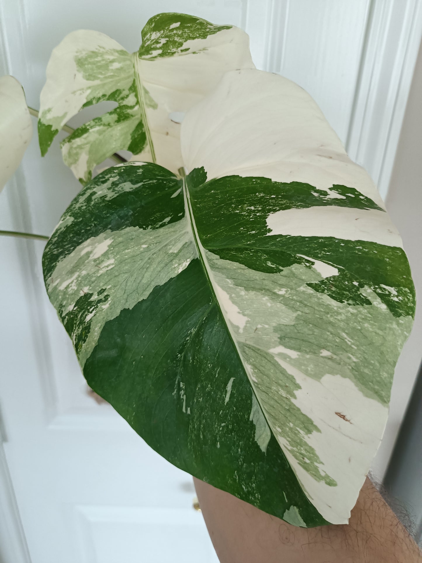 Monstera Albo #13 reserved for Nikki Becker-Dunn