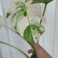 Monstera Albo #13 reserved for Nikki Becker-Dunn
