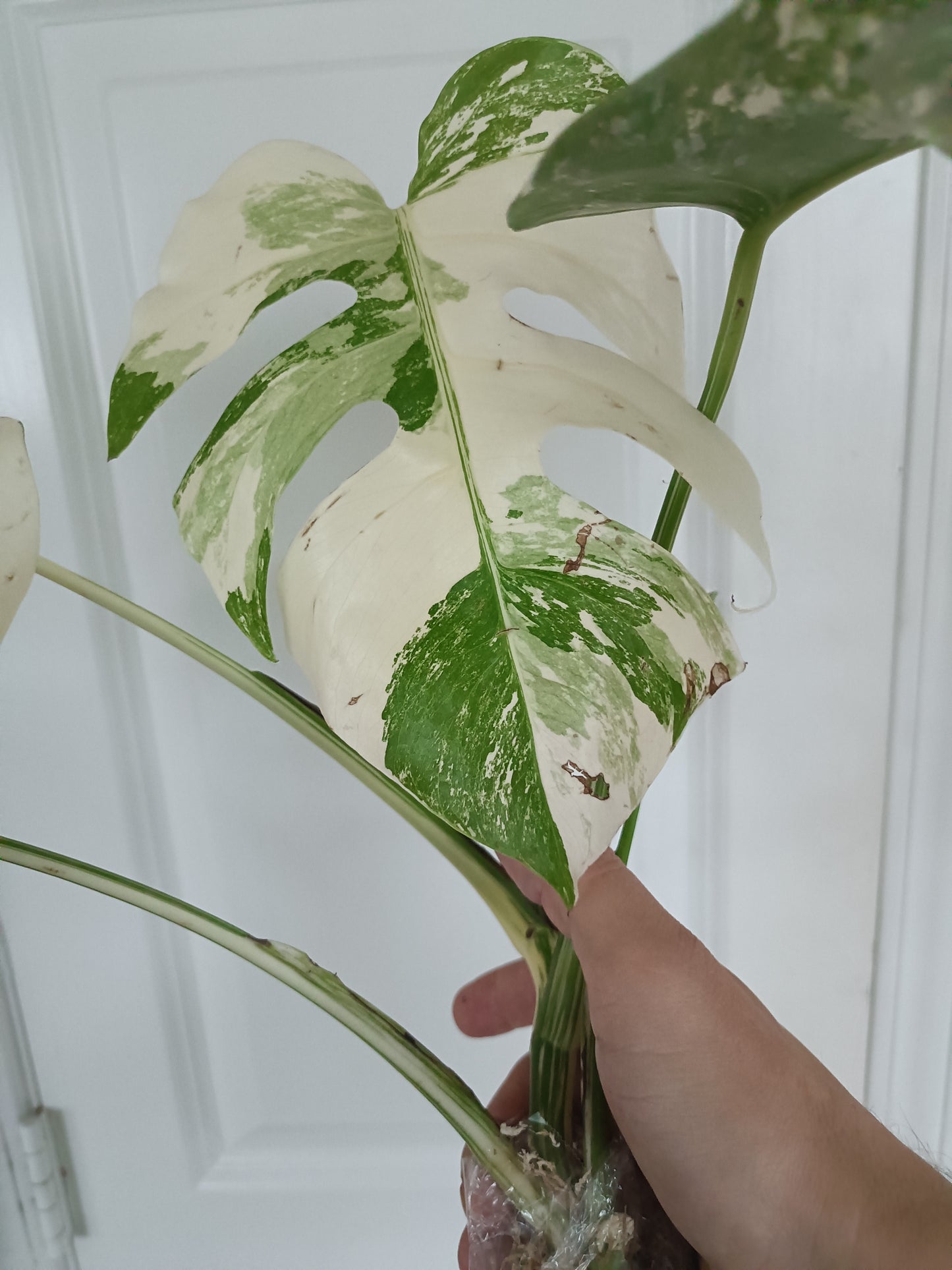 Monstera Albo #13 reserved for Nikki Becker-Dunn