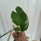 Monstera Albo #13 reserved for Nikki Becker-Dunn