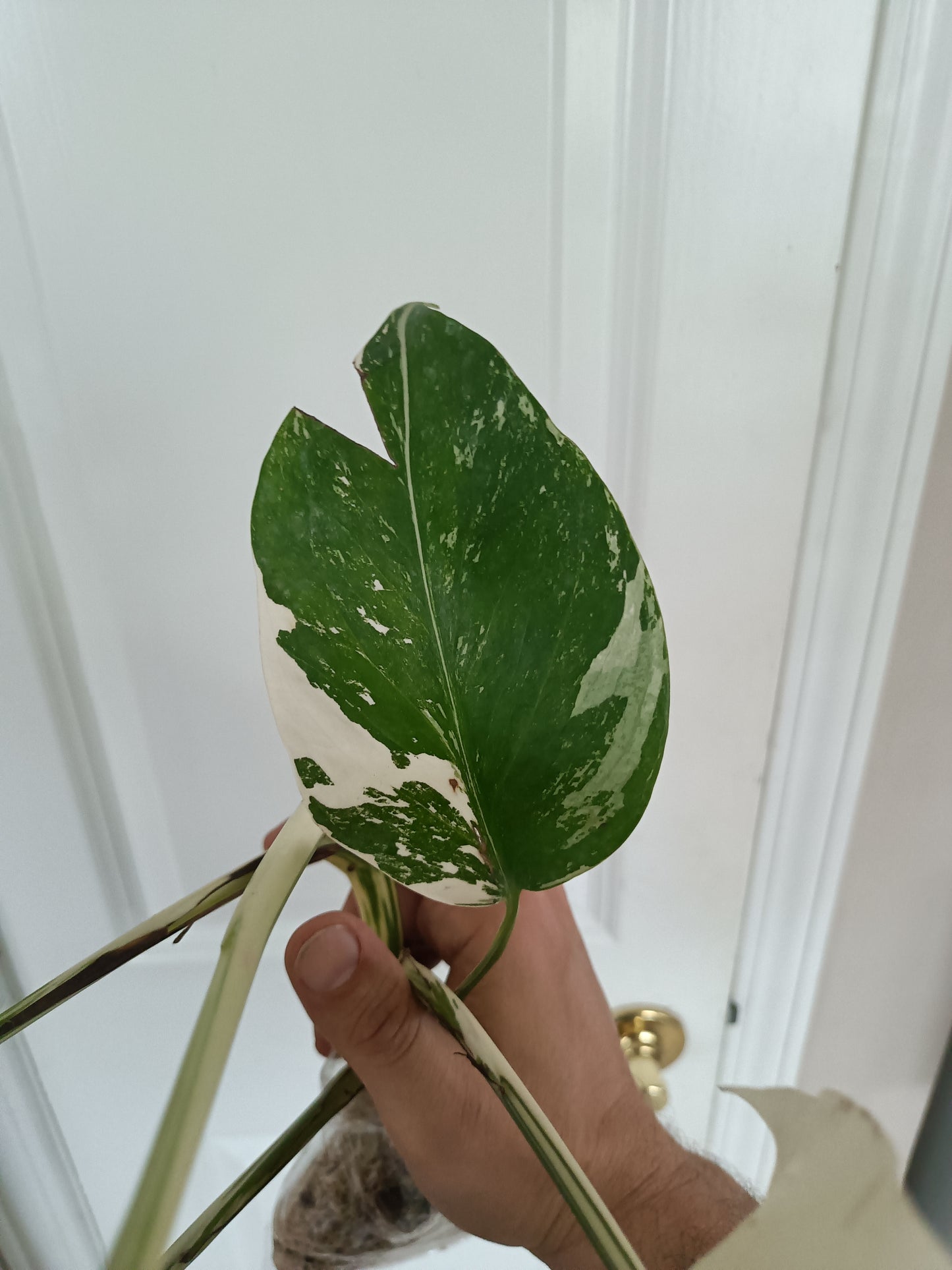 Monstera Albo #13 reserved for Nikki Becker-Dunn