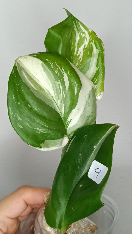 Scindapsus Moonlight #9- Reserved Chad Popour
