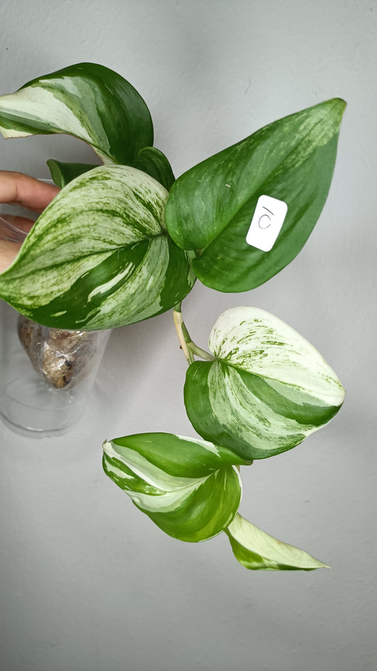 Scindapsus Moonlight - Reserved Trenda Kaye Idrissi