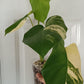 Monstera Aurea reserved for Danielle Boyd