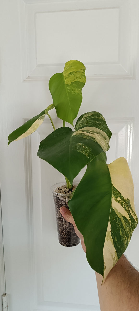 Monstera Aurea reserved for Danielle Boyd