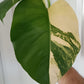 Monstera Aurea reserved for Danielle Boyd