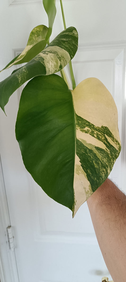Monstera Aurea reserved for Danielle Boyd