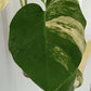 Monstera Aurea reserved for Danielle Boyd