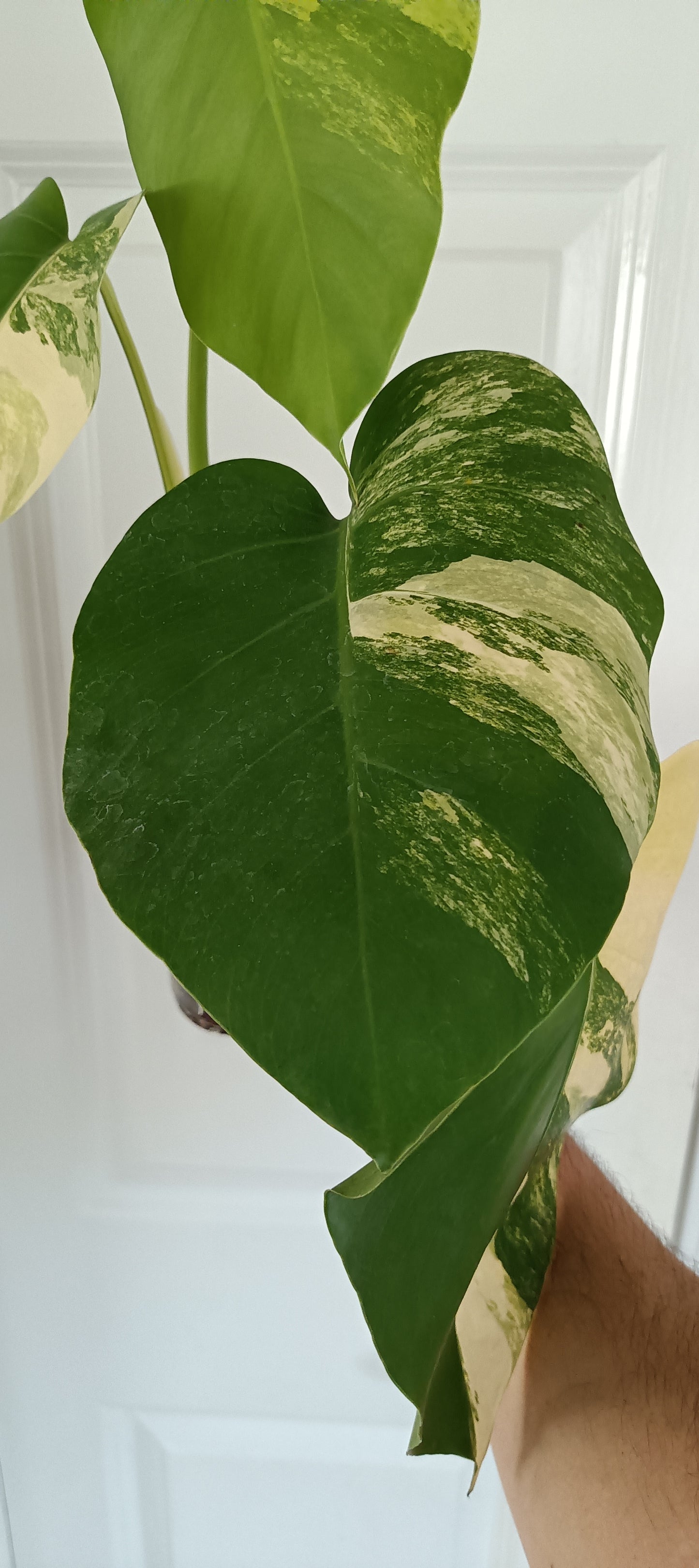 Monstera Aurea reserved for Danielle Boyd